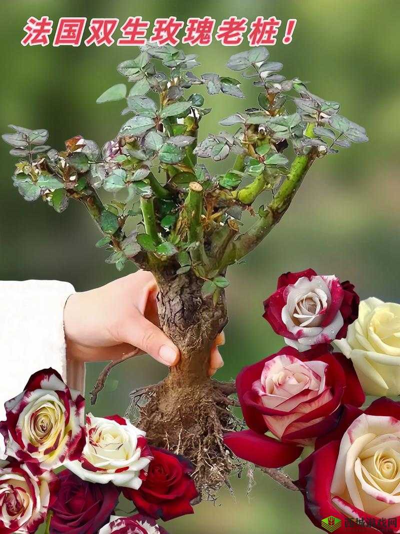 月季玫瑰：双生花的真假之争与植物战争的微妙博弈