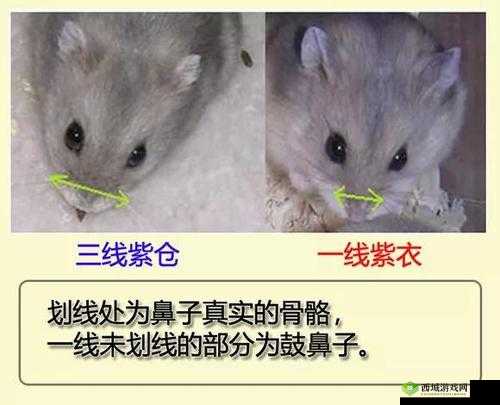 精品日本一线二线三线区别在：详细解析与探讨
